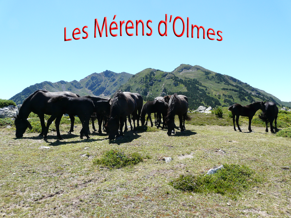 merens