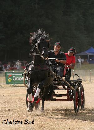 IMG 9783 Urtigon dOlmes étalon mérens bouan 2012