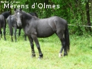 CANSOU D OLMES : Pouliche