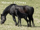 EMERAUDE D'OLMES: Pouliche