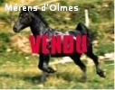 ETINCELLE D'OLMES: Pouliche en cours de dressage