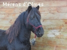 FARCEUR D'OLMES: Hongre