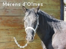 FLASH D'OLMES: hongre