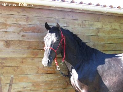 GALANT D'OLMES: HONGRE DRESSE SELLE