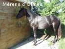 GALANT D'OLMES: HONGRE DRESSE SELLE