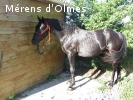 GALANT D'OLMES: HONGRE DRESSE SELLE