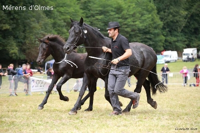 ORIEGE D'OLMES: Poulinière Elite