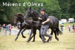 ORIEGE D'OLMES: Poulinière Elite