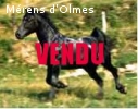 USSARD D OLMES : Hongre dresse selle