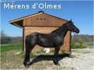 VANILASKY D OLMES : Pouliche