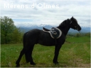 VEIGA D OLMES : Hongre dresse selle